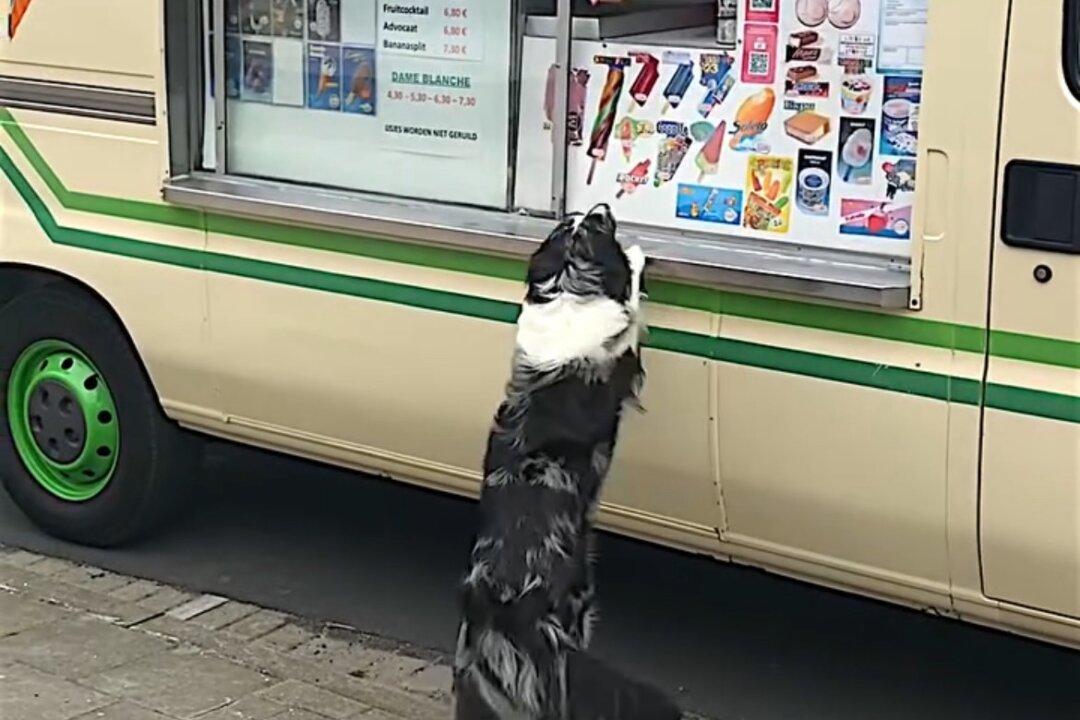 Dog Excitedly Waits for Ice Cream Truck and Gets Free Cone