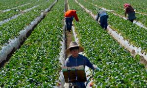 Mandated Wage Hikes Imperil Disappearing Family Farms