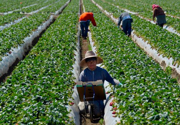 Migrant workers harvest strawberries at a farm near Oxnard, Calif.. (Joe Klamar/AFP via Getty Images)