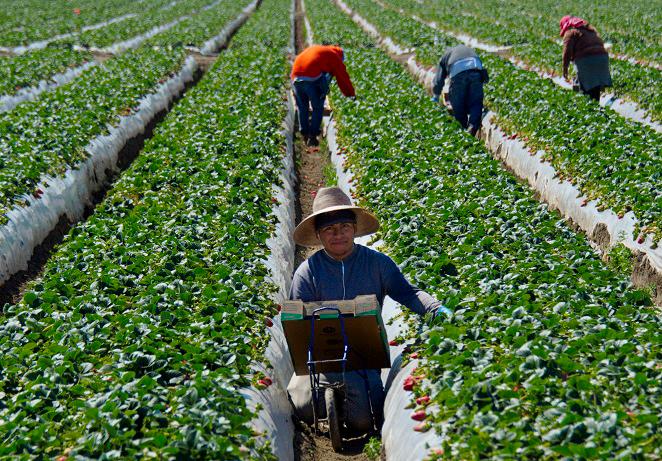 Mandated Wage Hikes Imperil Disappearing Family Farms