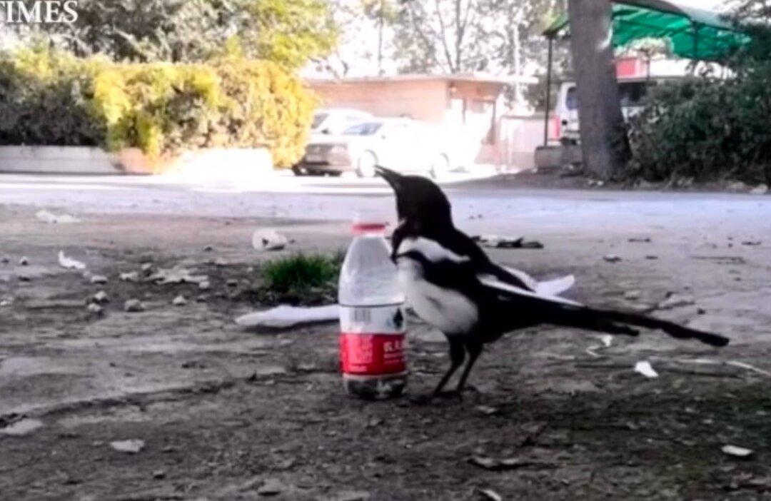 Smart Magpie Drops Stones Into Bottle to Make Water Level Rise, Allowing It to Drink