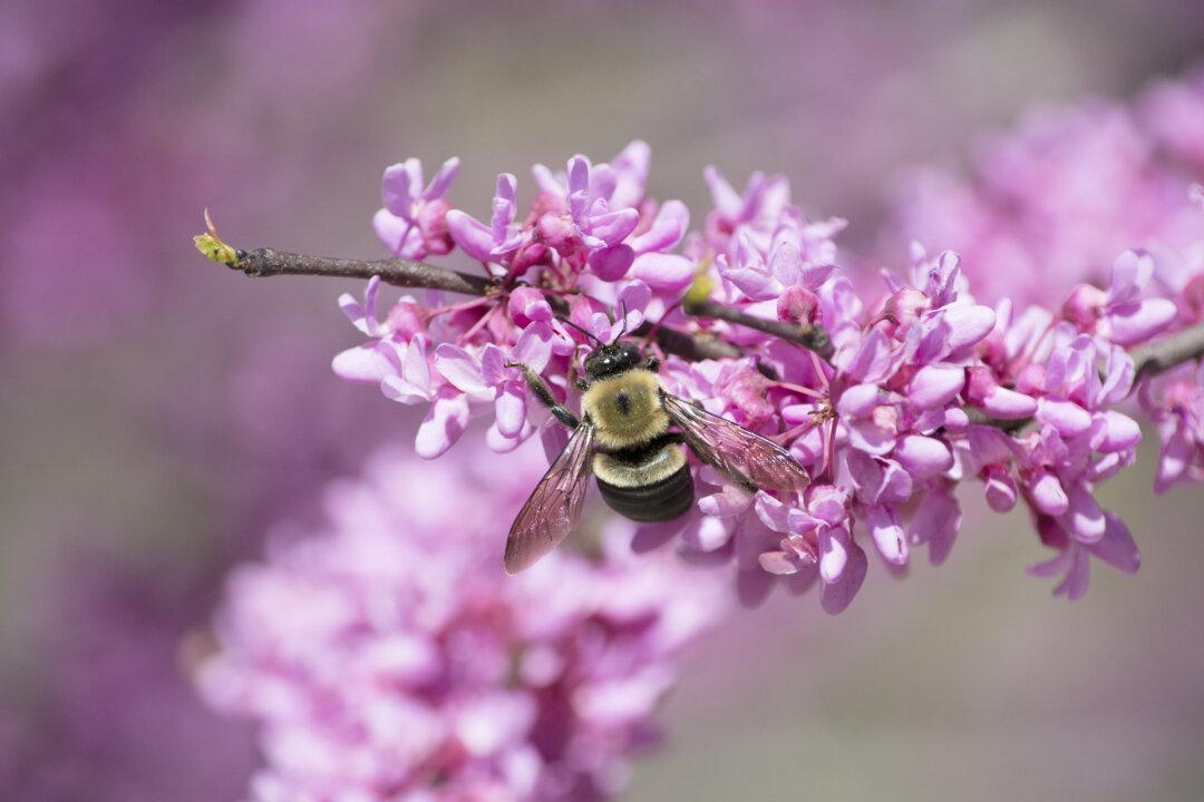 How to Spring Clean Your Garden With Pollinators in Mind