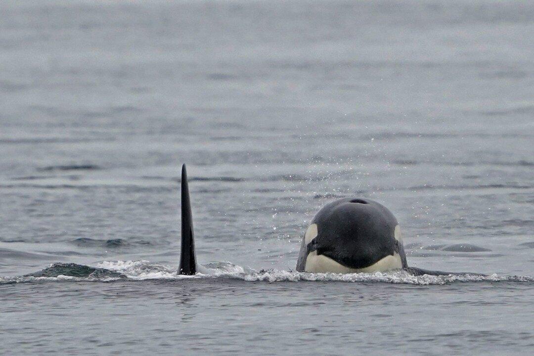 Stranded Orca Dies, Now There’s an Effort to Save Calf: BC Marine Group
