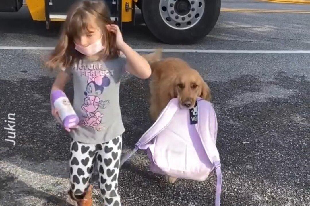 Dog Meets School Bus, Carries Little Girl’s Backpack to House