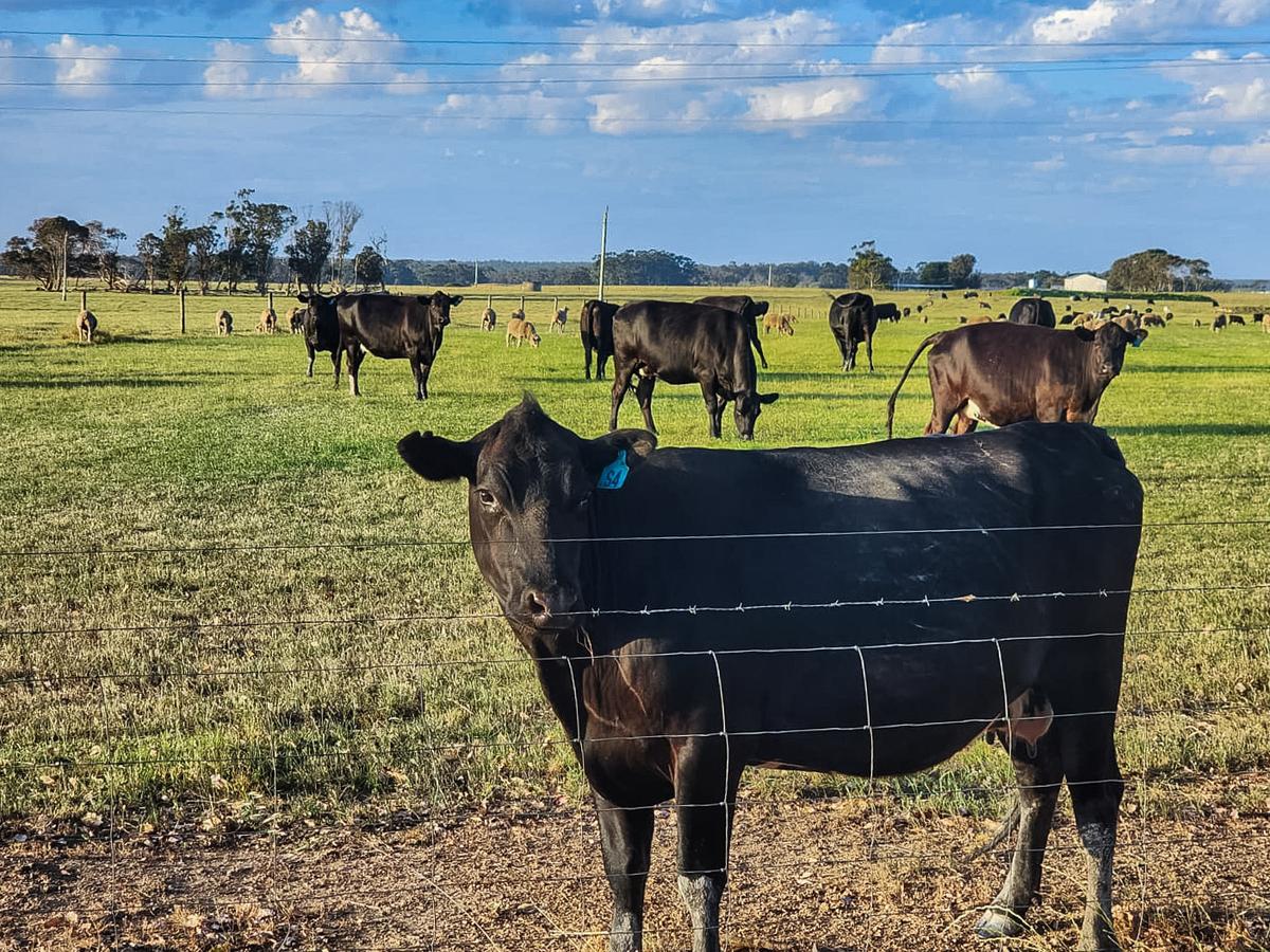 Cattle Tracking Provision That May Limit Beef Supply Passed in Omnibus Bill