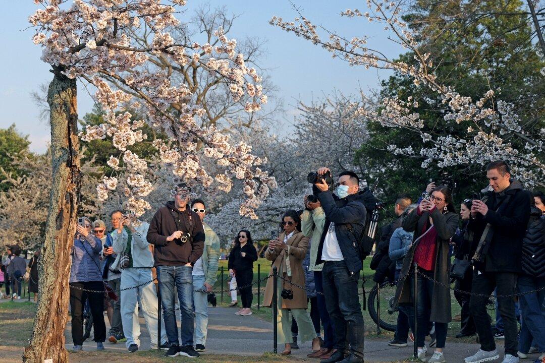 100+ Cherry Blossom Trees to be Removed in Washington DC