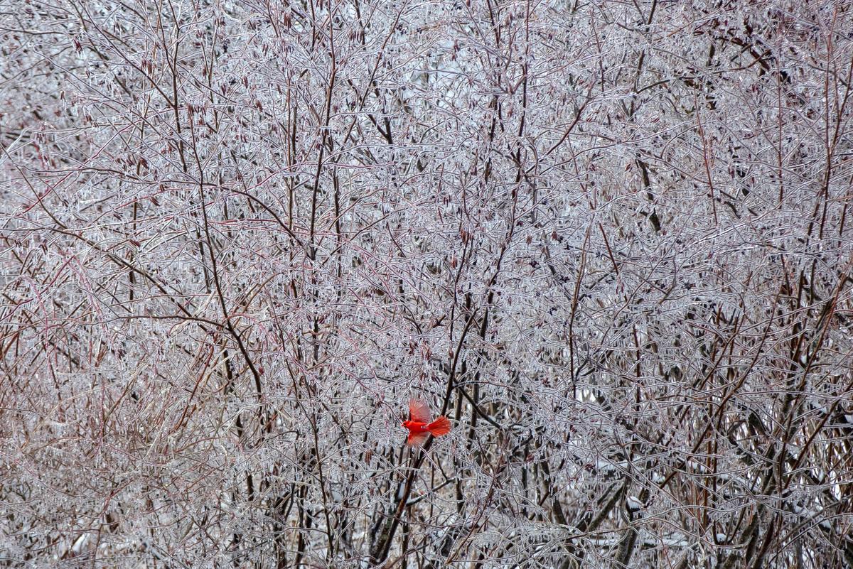 Spring Storm Lashes Central US With Snow and Threatens South With Severe Weather