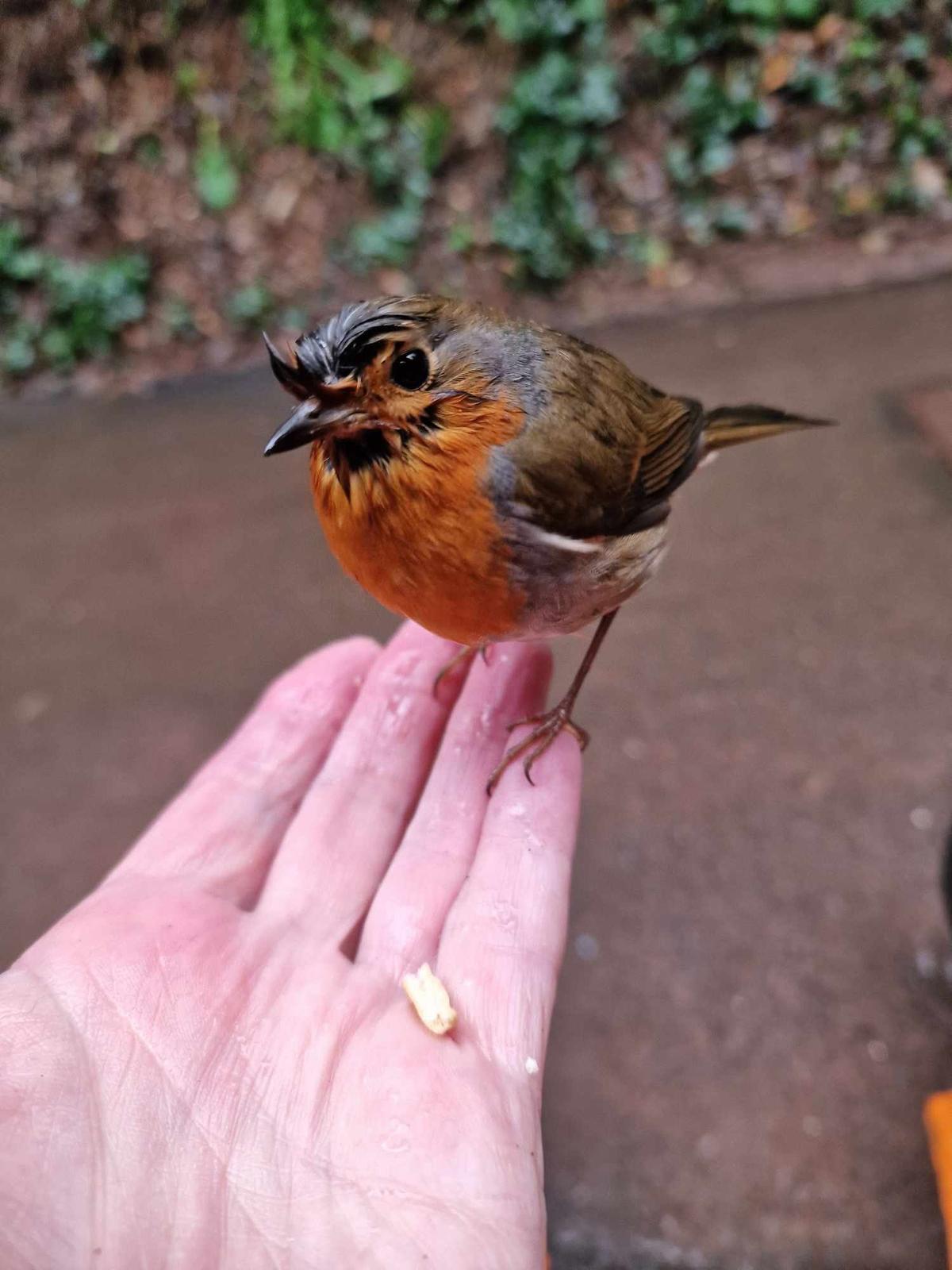 The robin that Ms. Kiff fed now visits her regularly. (SWNS)