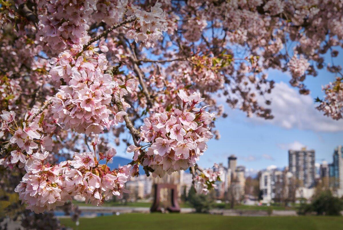 Cherry blossoms are seen with the skyline in the background in Vancouver, B.C., in a file photo. (Shutterstock/Max Lindenthaler)