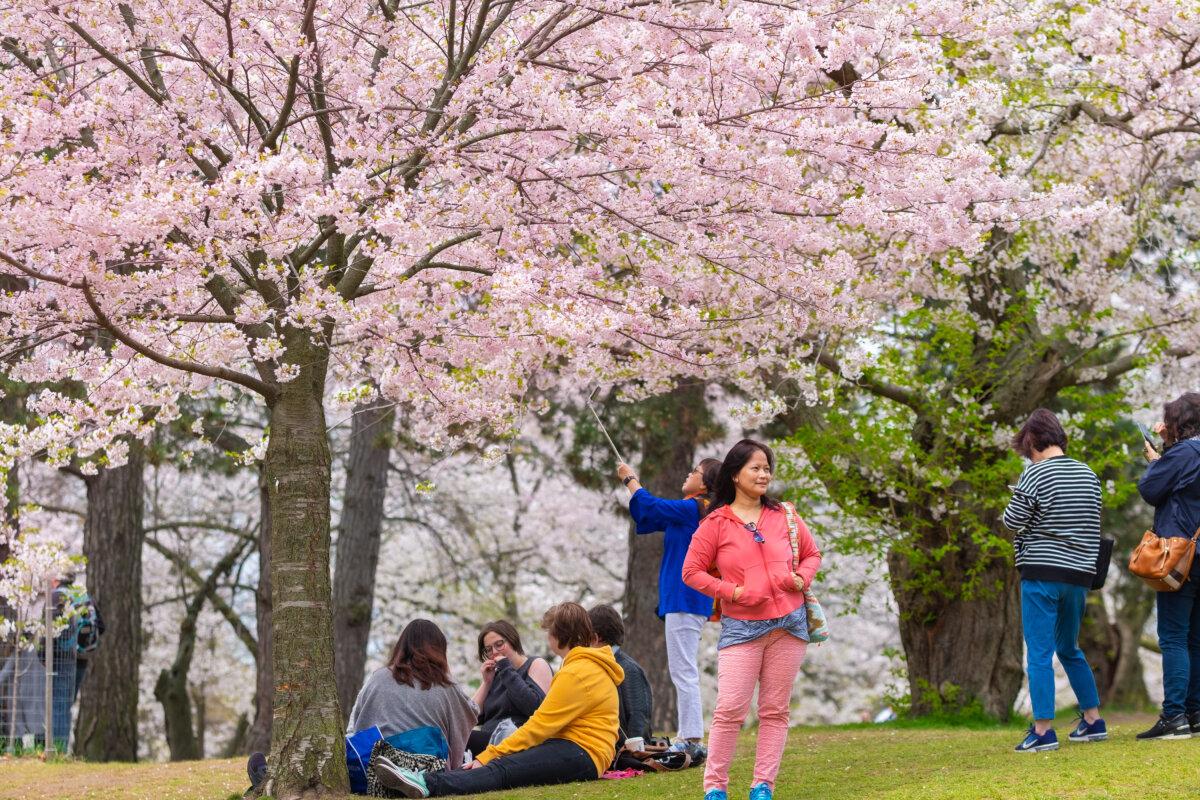 People enjoy views of bright pink full-bloom cherry blossom in High Park in Toronto, Ont., on May 16 2019. (Shutterstock/Elena Berd)