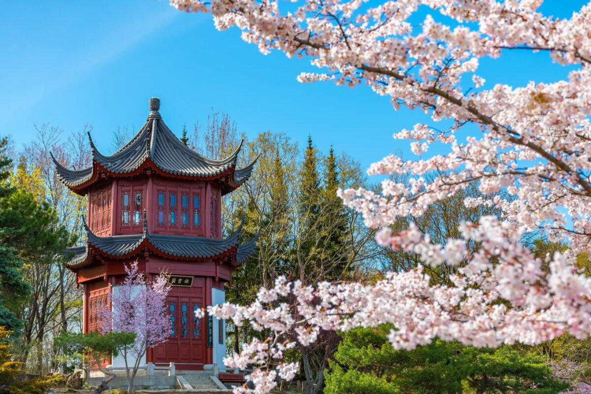 A spring view of a Chinese pagoda surrounded by cherry blossoms in a botanical garden in Montreal, Que., in April 2021. (Shutterstock/Awana JF)