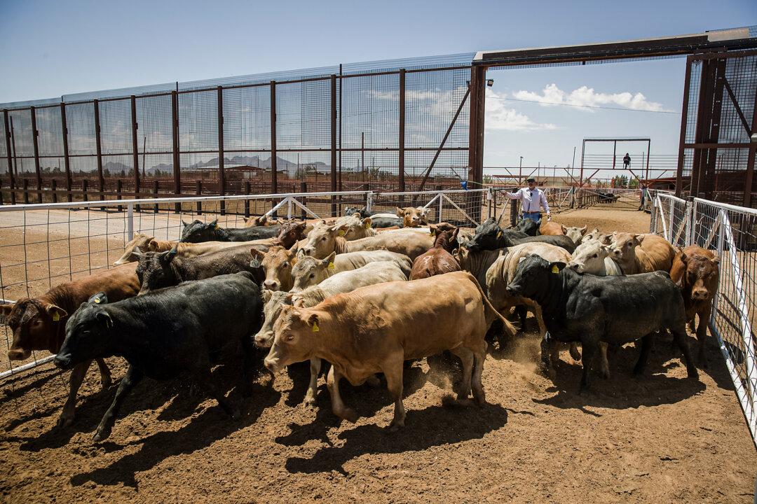 Group Warns Against US Decision to Reopen Border to Mexican Cattle Amid Screwworm Outbreak