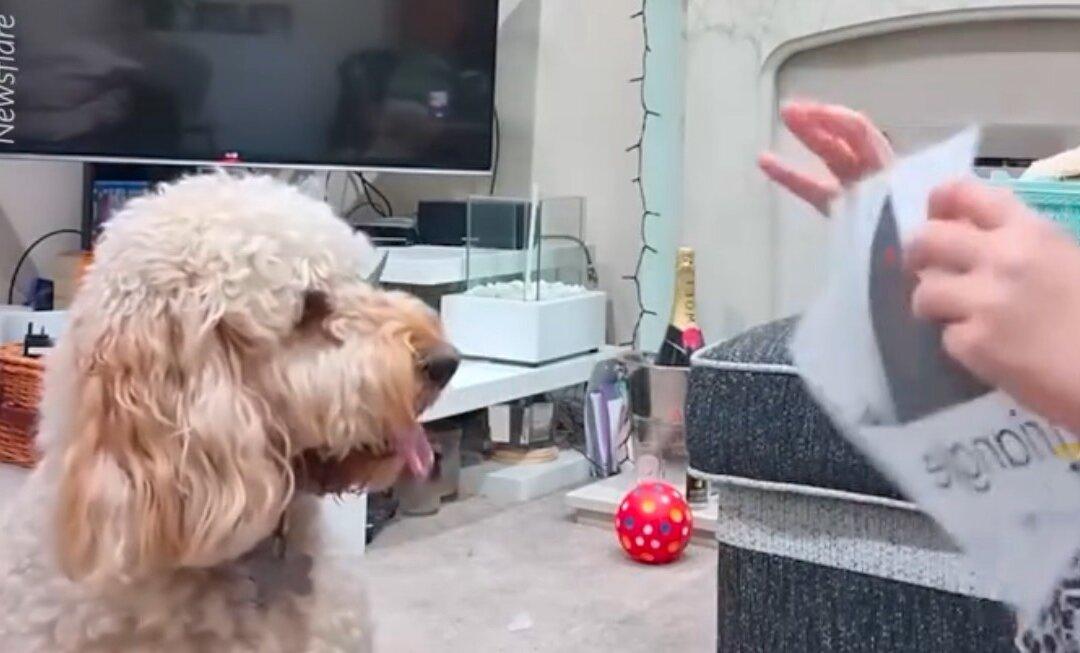 Meet Willow, an Incredibly Smart Dog That Can Recognize Shapes and Count