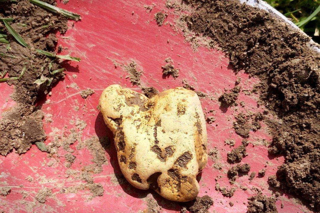 Metal Detectorist Unearths Largest Gold Nugget Ever Found in England—And It’s Worth $40,000