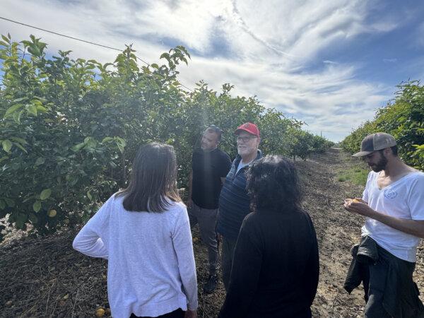 Shalom Peretz (in black T-shirt) takes his visitors for a tour of his lemon grove in Shokeda, Israel, on March 9, 2024. Eden Kogan (R) eats a lemon. (Dan M. Berger/The Epoch Times)