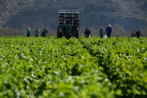 Farmworkers harvest curly mustard in a field in Ventura County, Calif., on Feb. 10, 2021. (Patrick T. Fallon/AFP via Getty Images)