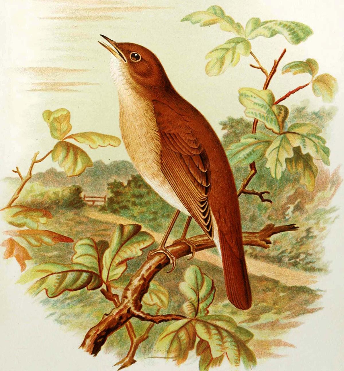 The nightingale becomes a symbol of immortal beauty in Keats's poem. An illustration of a common nightingale, 1907, by Arthur G. Butler. (Public Domain)