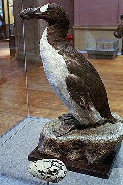 Great Auk (Pinguinis impennis) specimen. (Mike Pennington/ CC BY-SA 2.0)