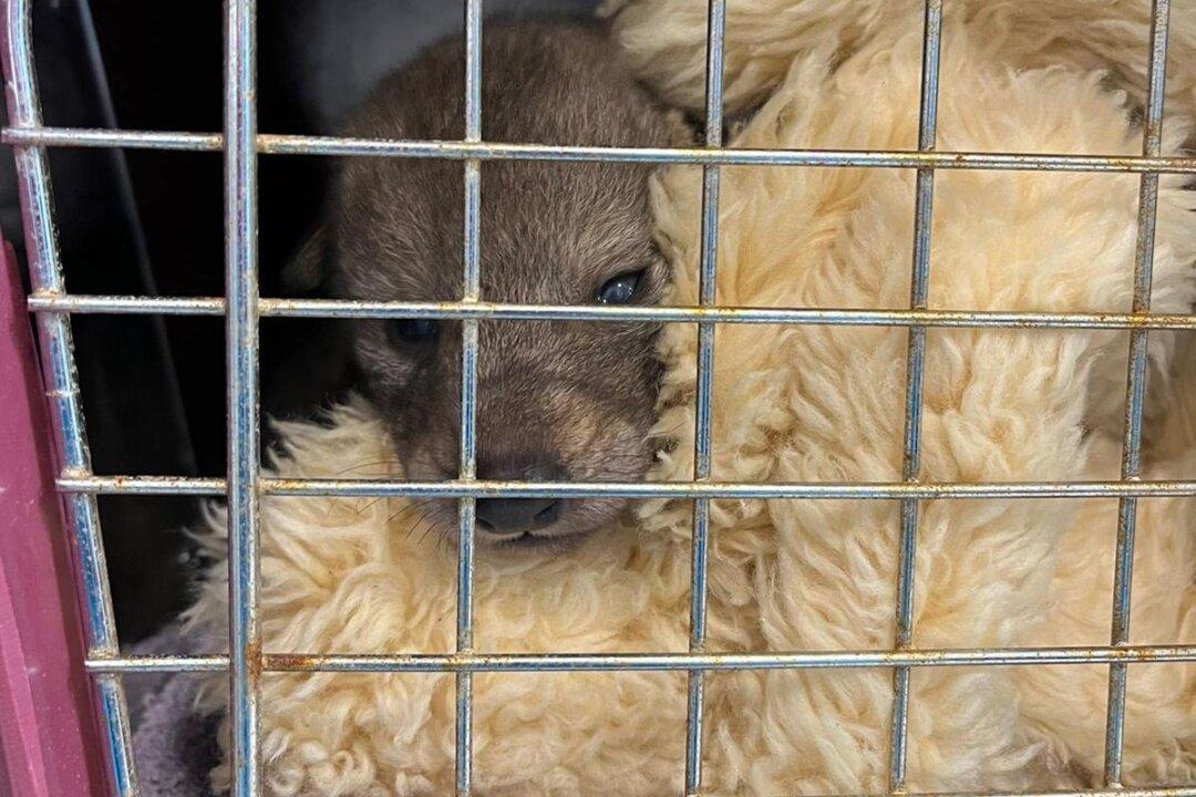4 Coyote Pups Found in San Diego Brought to Humane Society