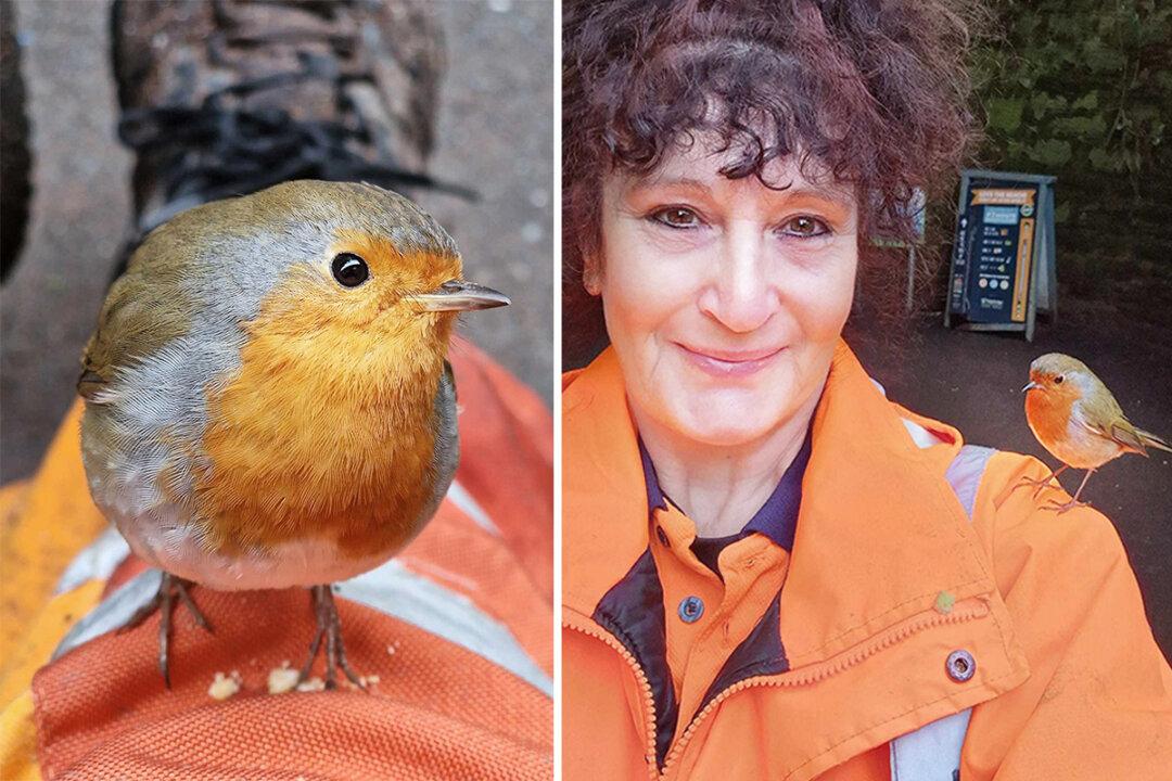 Woman Befriends a Family of Robins During Her Break, Now They Land on Her Head and Sing