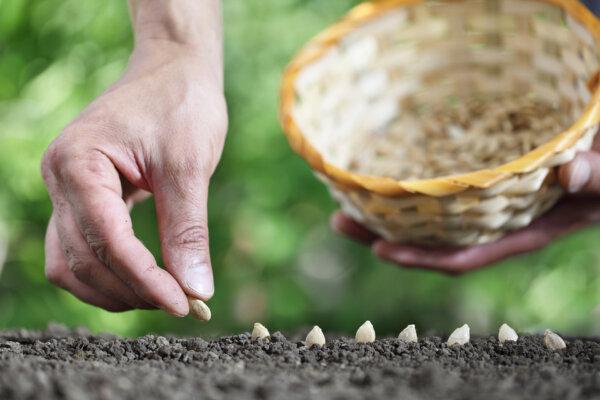 Winning Flower and Vegetable Varieties to Try