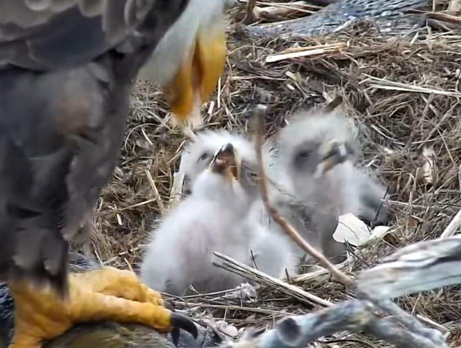 2 Eaglets Hatch in Redding Nest