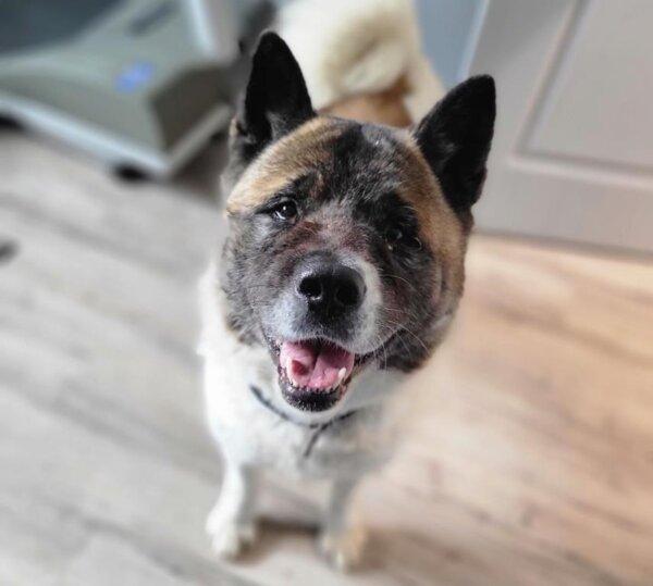 Dog Named ‘Hero’ Kept Stuck Owner in Alberta Warm and Safe From Coyotes for 2 Days: Police