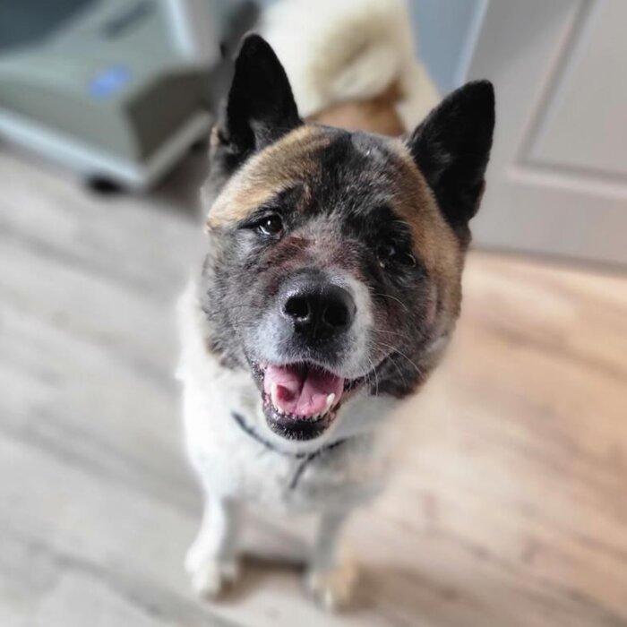 Dog Named ‘Hero’ Kept Stuck Owner in Alberta Warm and Safe From Coyotes for 2 Days: Police