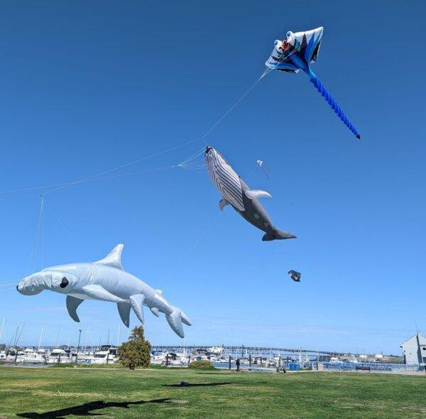 Aquatic-themed kites. (Courtesy of Tony Jetland)