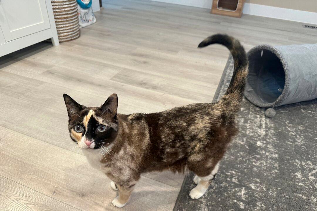 Utah Cat Explores Amazon Return Box, Ends Up in California 6 Days Later