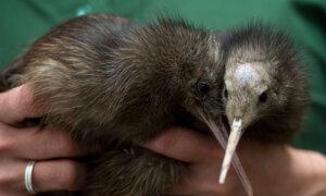 NZ’s Conservation Department Spent Nearly $500,000 to Eradicate One Stoat
