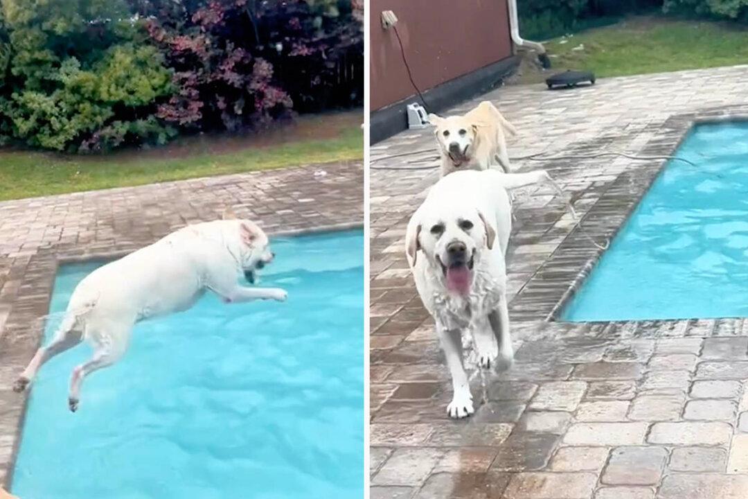 Hilarious Video Captures Water-Loving Dog Refusing to Leave the Water