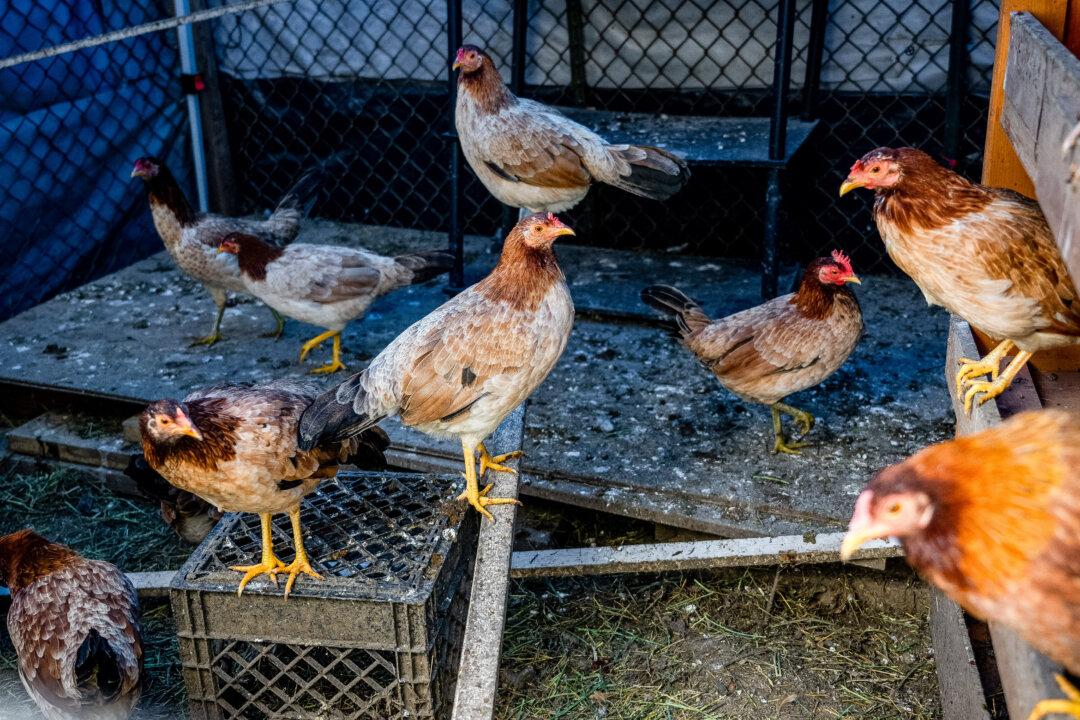 Bird Flu in Human Has Mutation, but Risk Is Low: CDC
