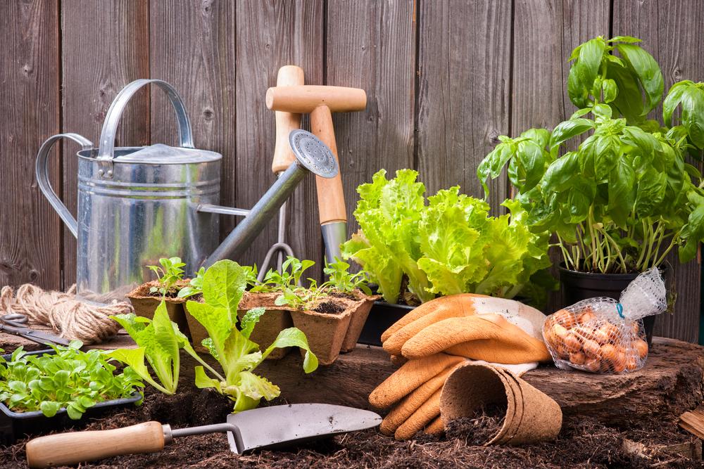The Gardener’s Toolkit: 5 Essential Tools Every Gardener Needs