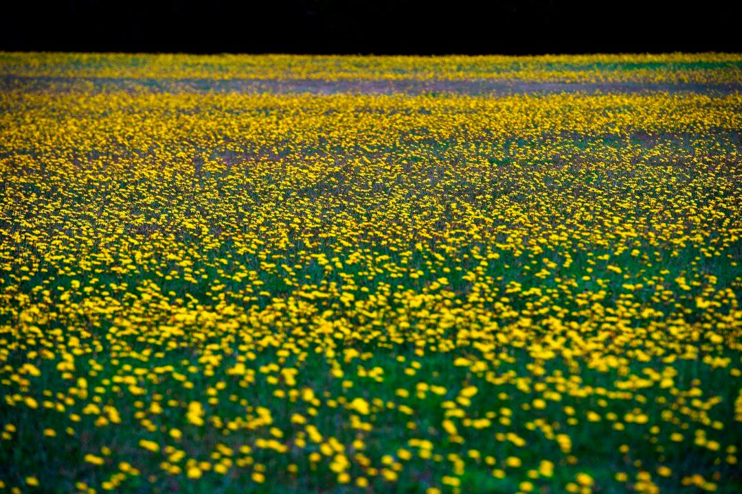 Massachusetts Governor Takes Heat for Hiring Ban After Hiring, Spending Spree