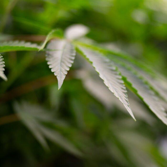 Common Sense Prescription for Medical Cannabis Drivers