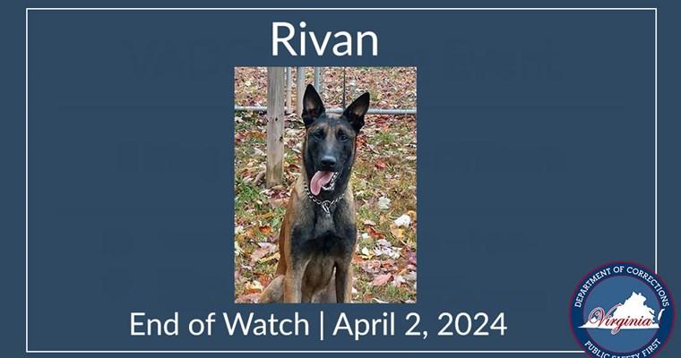 Rivan, a K-9 killed while protecting its assigned Corrections Officer, staff, and inmates at Sussex I State Prison in Virginia in an undated photo received April 3, 2024. (Courtesy of the Virginia Department of Corrections)