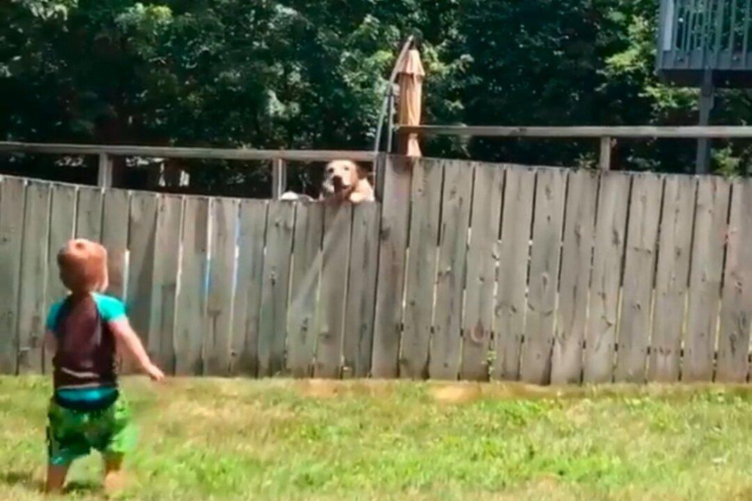 Little Boy Plays Fetch With Neighbor’s Dog