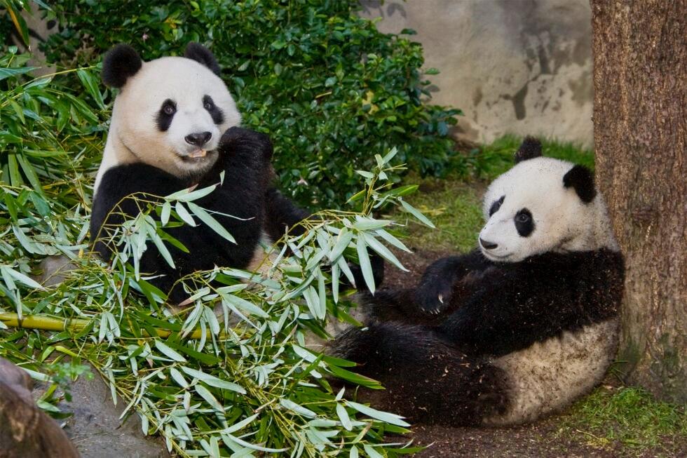 San Diego Zoo Leaders Visit China to Meet Pandas Headed to California