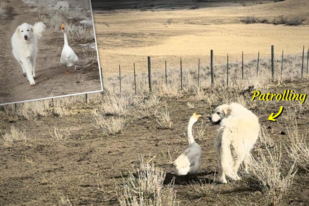 VIDEO: Adorable Goose and Dog Patrol Around a Farm Everyday as They Work Together to Keep It Safe