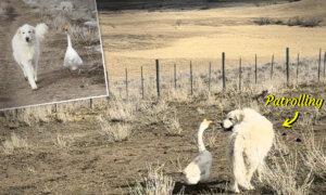 VIDEO: Adorable Goose and Dog Patrol Around a Farm Everyday as They Work Together to Keep It Safe