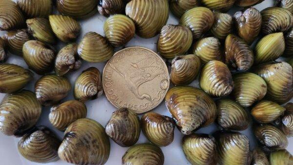 The invasive gold clam has been found in the Brisbane River and around the world. (New Zealand Ministry of Primary Industries)