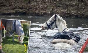 Horse Takes Tumble Into River After Spook—Then Local Firemen Use This Smart Trick to Save Her