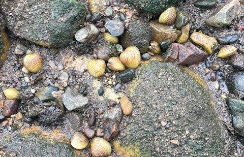 Invasive Clam in Brisbane River Wont Be Eradicated, Officials Say