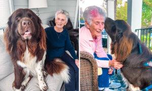 Newfoundland Dog Falls in Love With 94-Year-Old Grandma, Waits at Porch Every Day to Meet Her: VIDEO