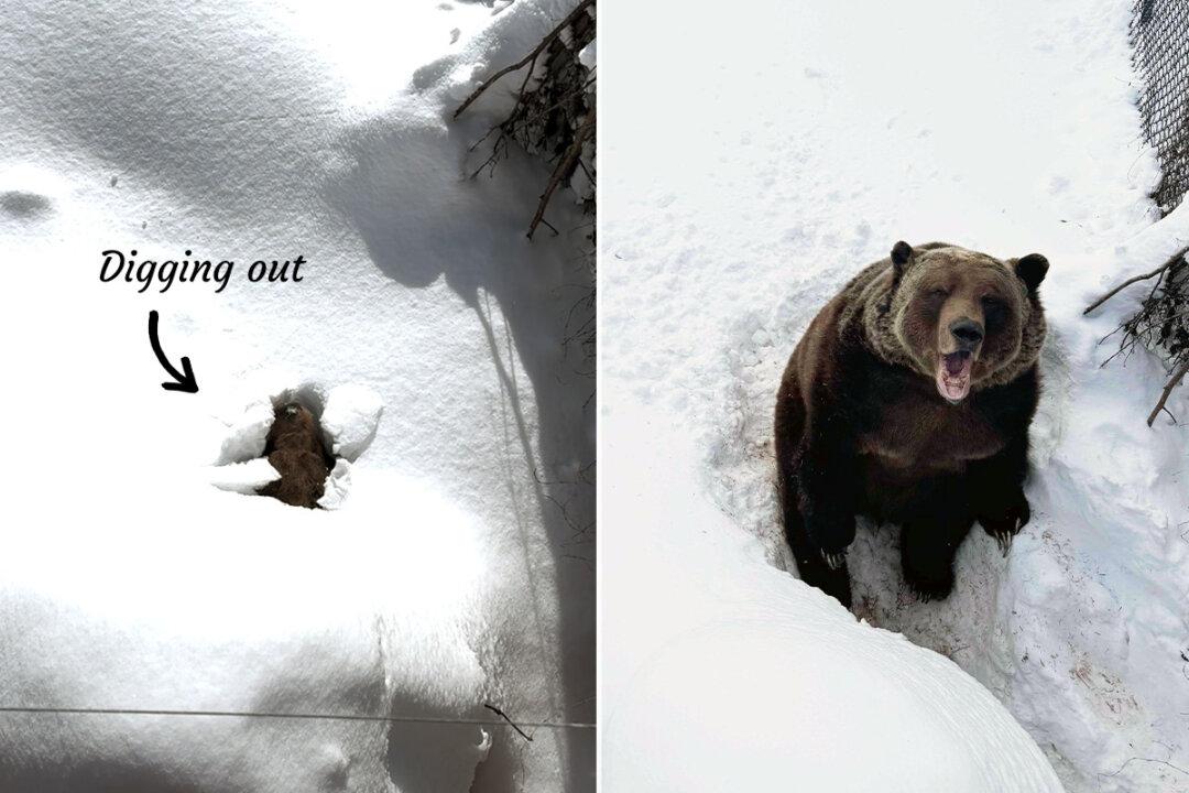 Amusing Video Captures 22-Year-Old Bear Emerging From Hibernation