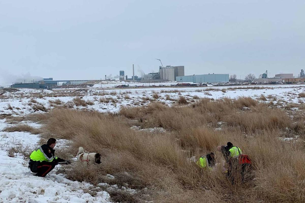 Taber Police rescuing Hero and his injured owner behind tall grass, in a ditch north of a sugar factory near Taber, Alberta. (Courtesy of Taber Police Service)