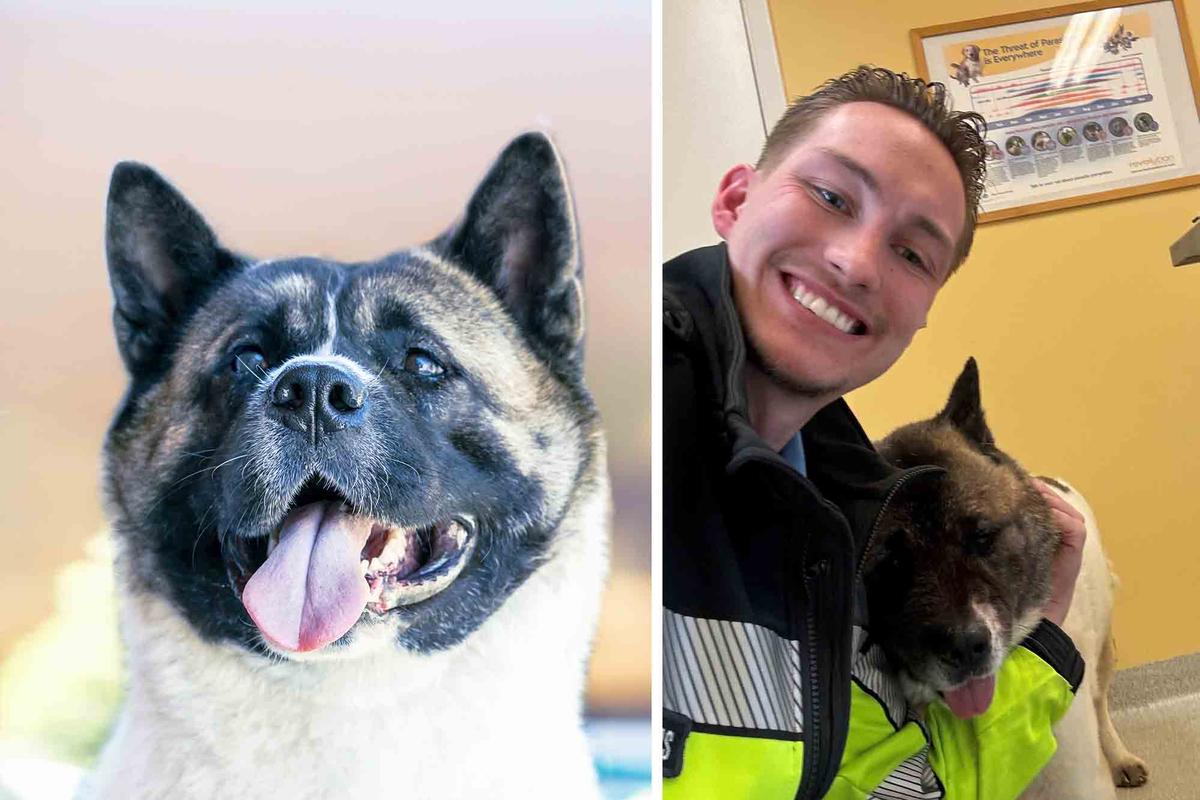 (Left) An Akita dog (Illustration - Irina Safonova/Shutterstock); (Right) A Taber Police officer poses with Hero. (Courtesy of Taber Police Service)