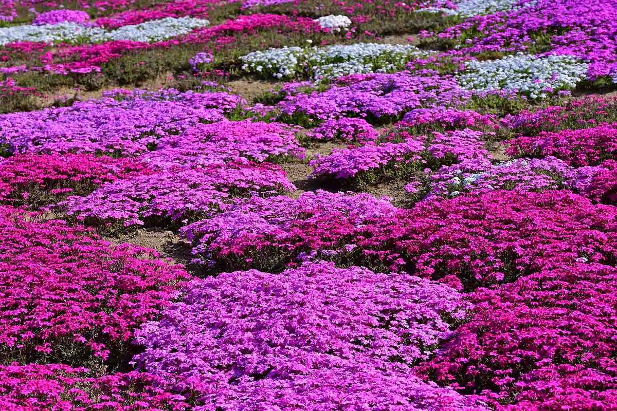 Pink phlox subulata flowers. (Scott Mirror/Shutterstock)