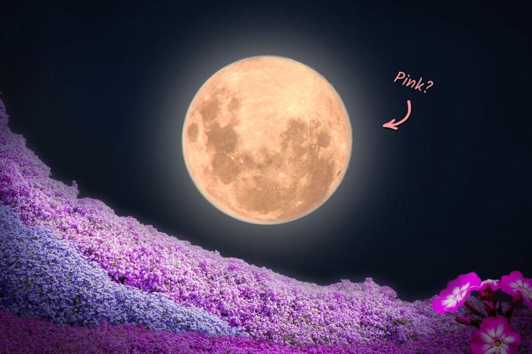 After Eclipsing the Sun, Moon to Wax ‘Full Pink Moon’ This April—Here’s What You Need to Know